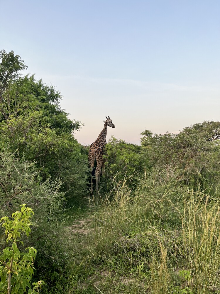 Muchison safari