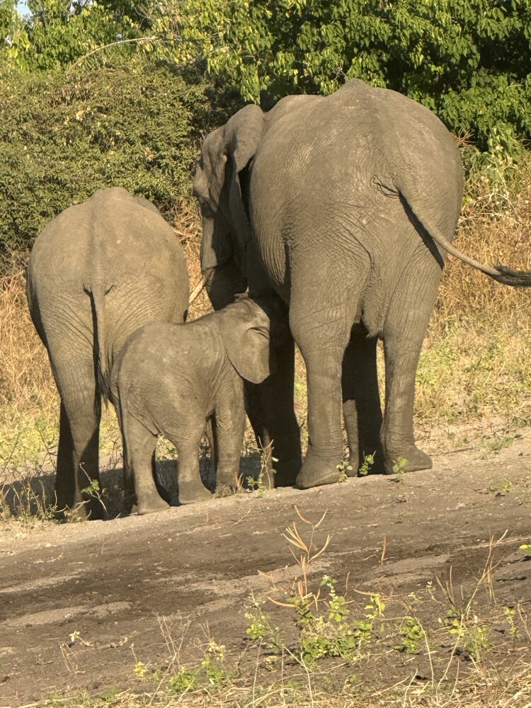 Baby elephant feeding