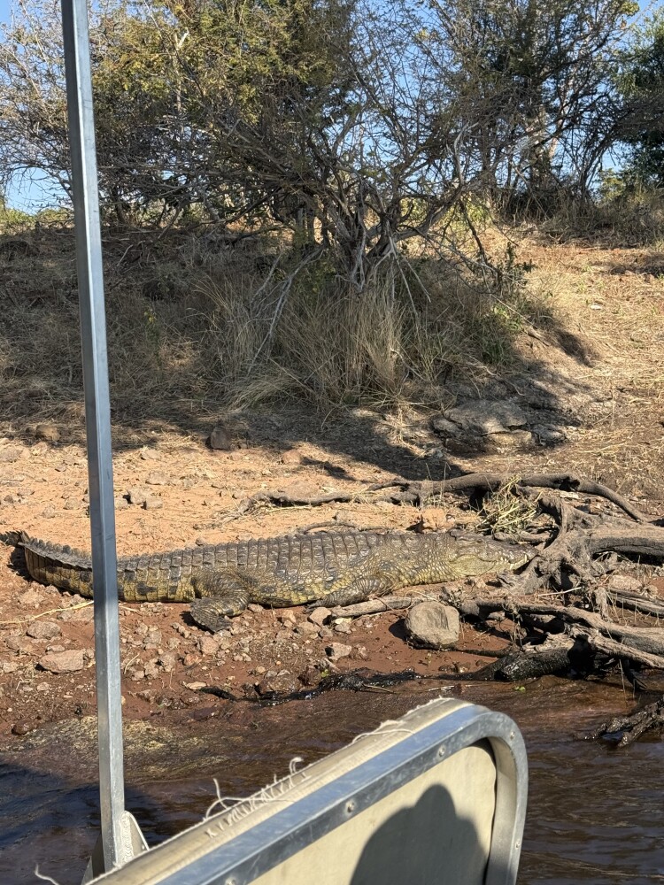 Nile crocodile