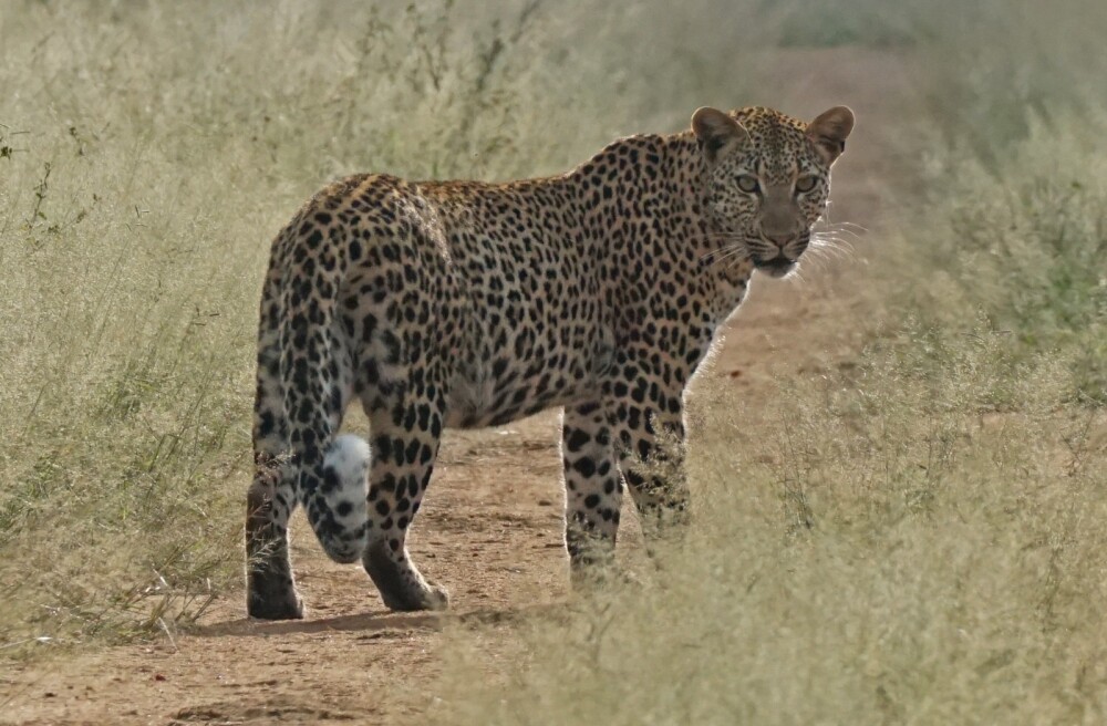 Leopard