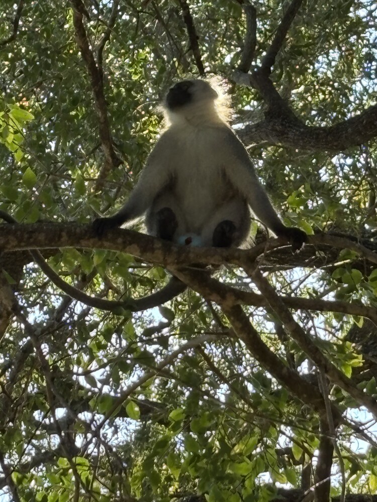 Resident monkey