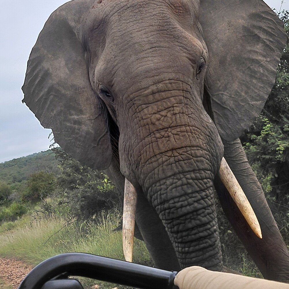Big bull elephant was very curious