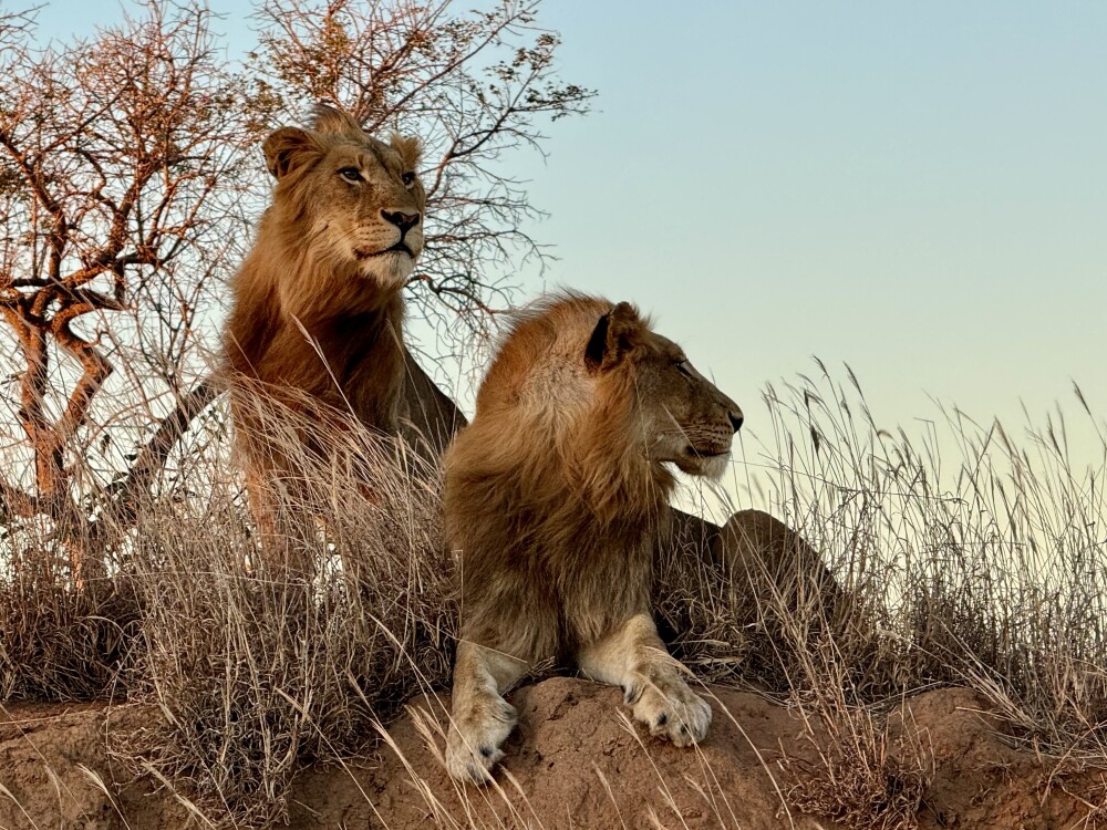 Photo by Alison Wark
