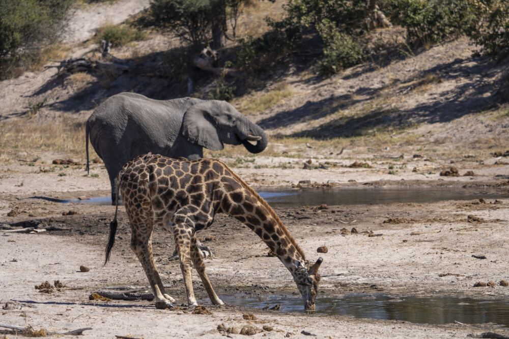 Sharing a drink - Savute