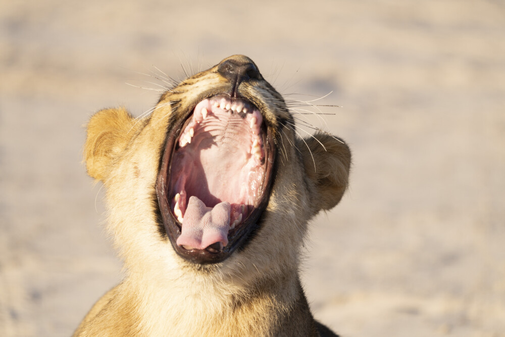 Big yawn - Botswana