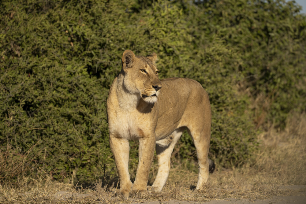 Majestic lioness - Botswana