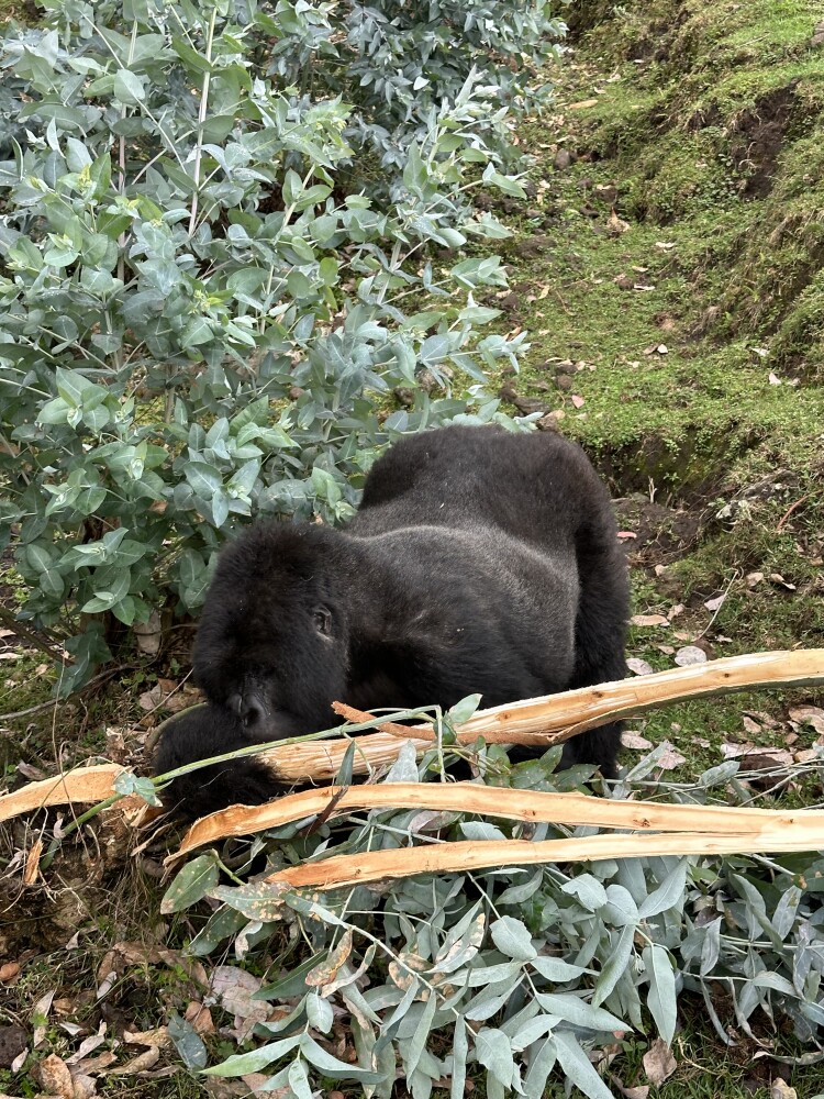 gorilla