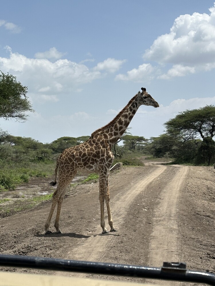 看到了有九头🦒的小团队