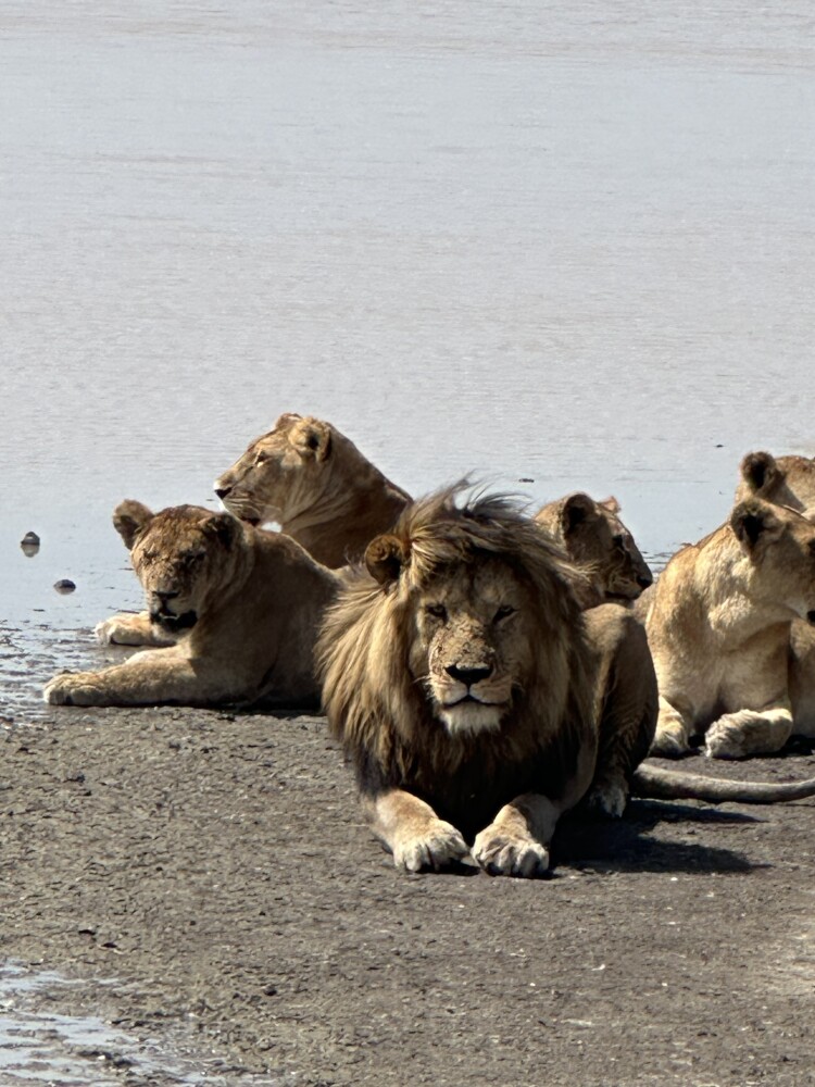 看到了15头狮子🦁