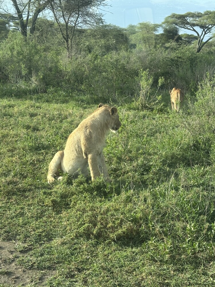 三头狮子🦁