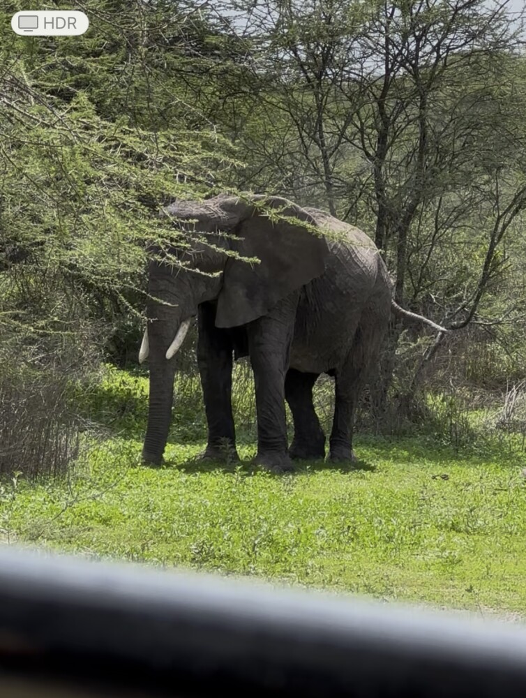 看到九头大象🐘