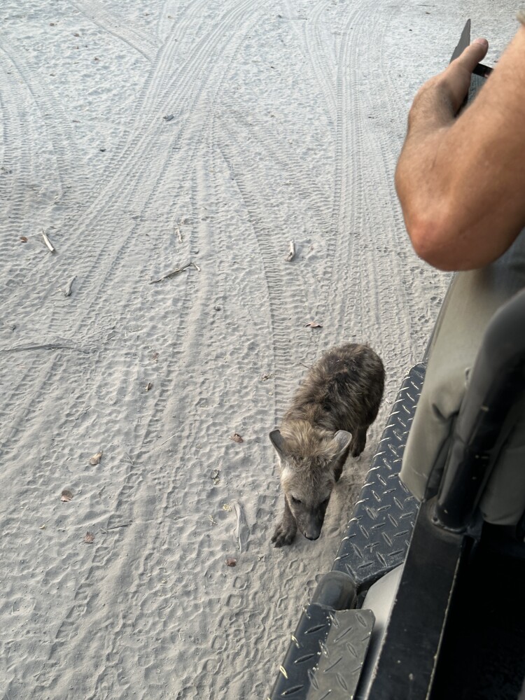 Cutest hyena cub