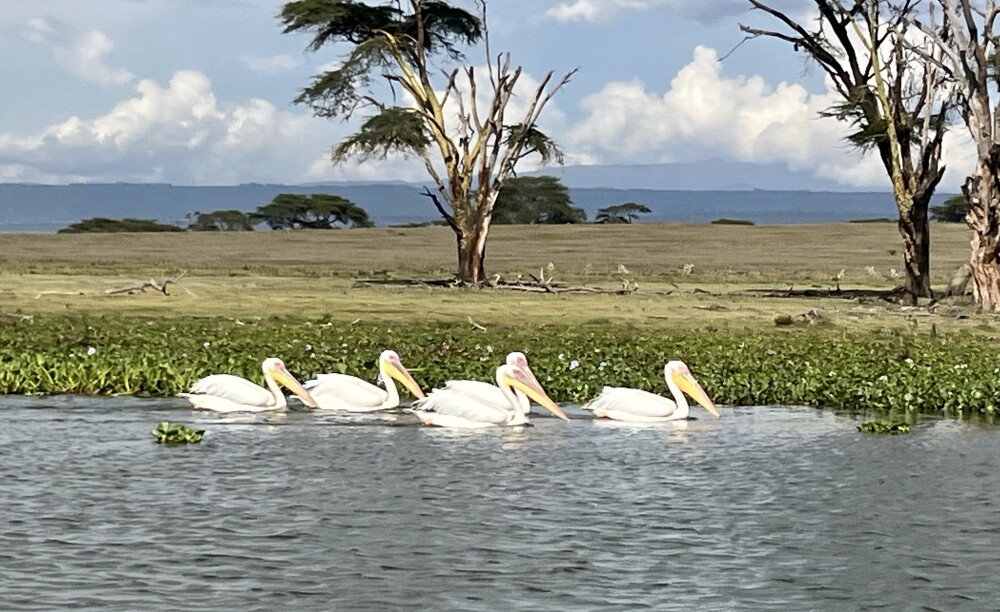 Lake Naivasha