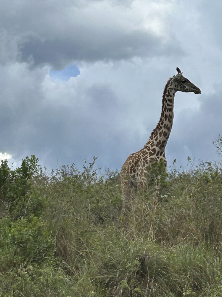 Walking w giraffes