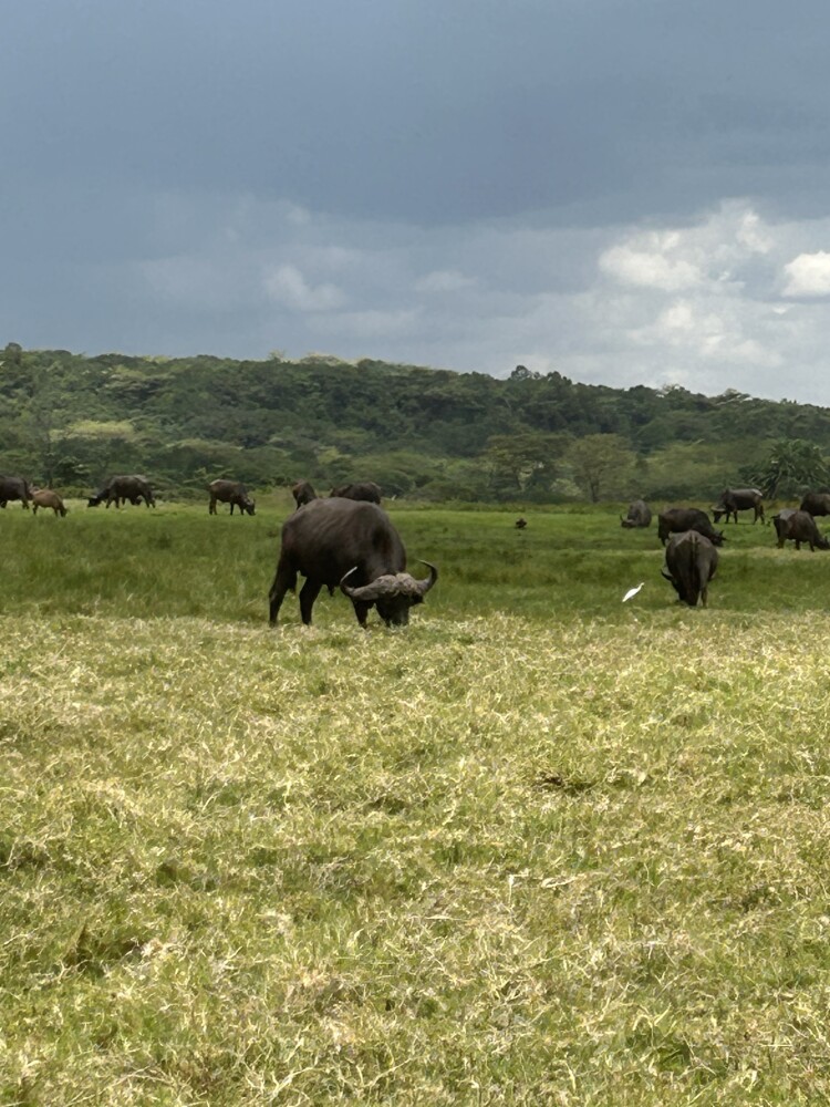 Walking in a field w water buffalo
