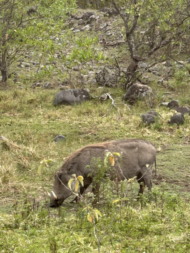 Pumbas!!!!