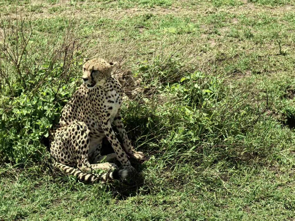 CHEETAH