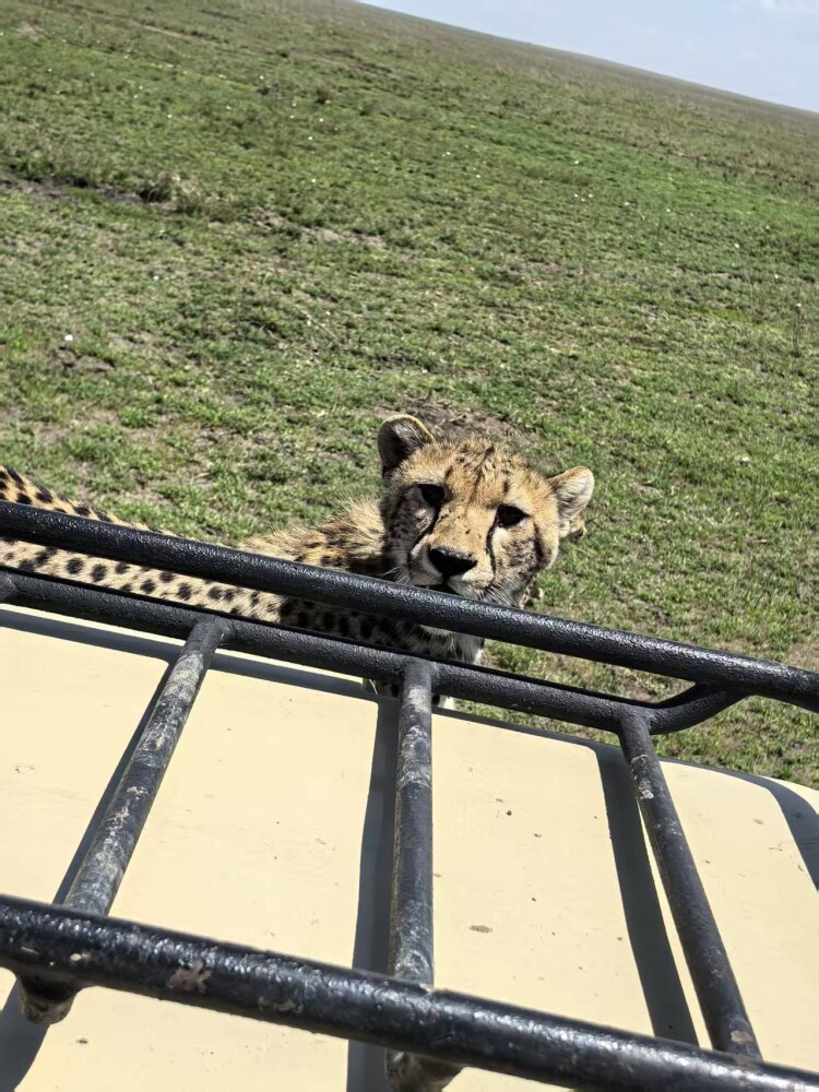 CHEETAH