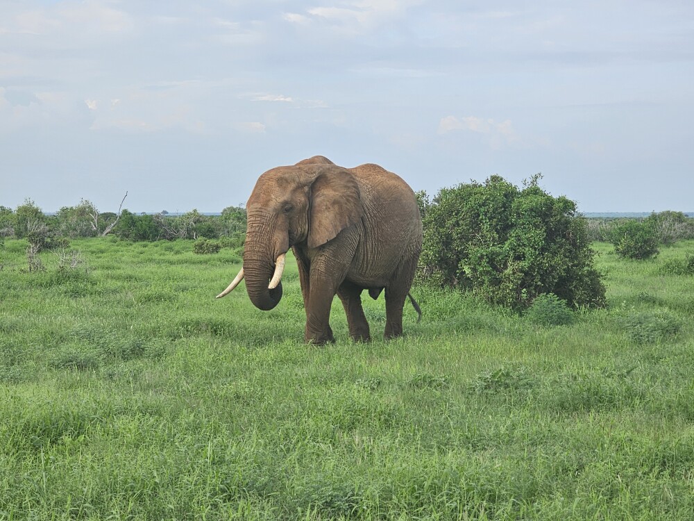 Amboseli