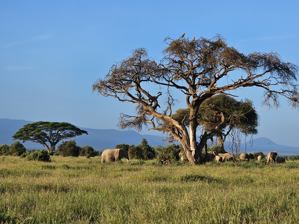 Amboseli