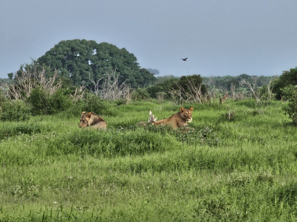 Tsavo East