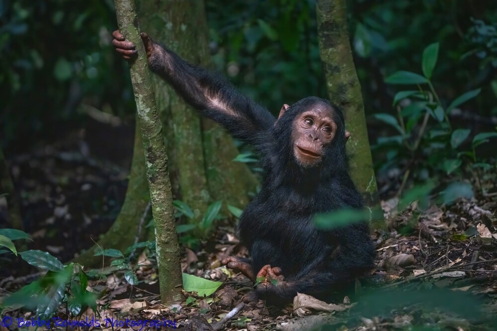 Chimpanzee at Kibale