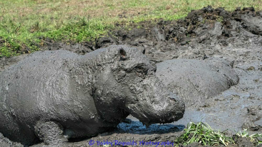 Hippo at Queen Elizabeth