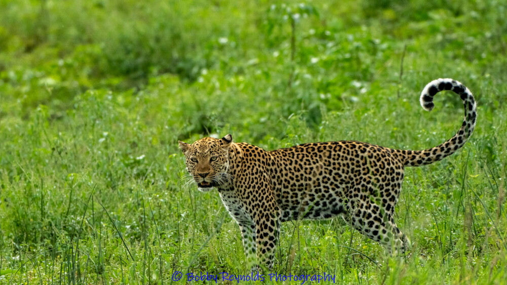Leopard at Queen Elizabeth