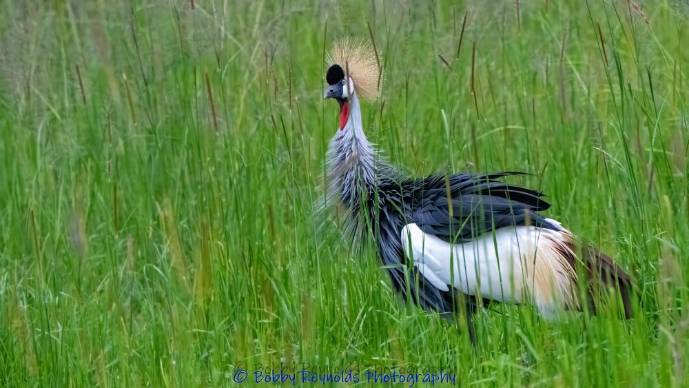 Sand Crested Crane