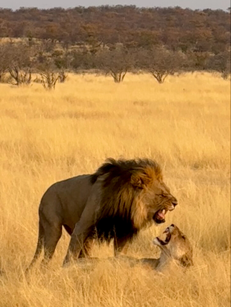 Etosha
