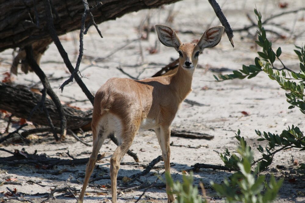 Steenbok