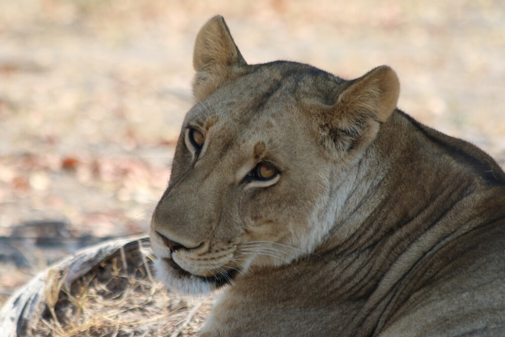 Lioness