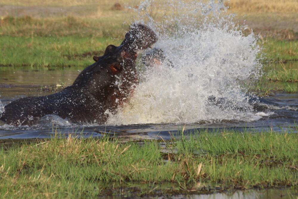 Fighting Hippos