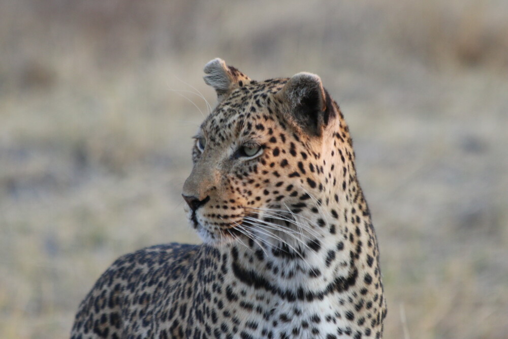 Leopard