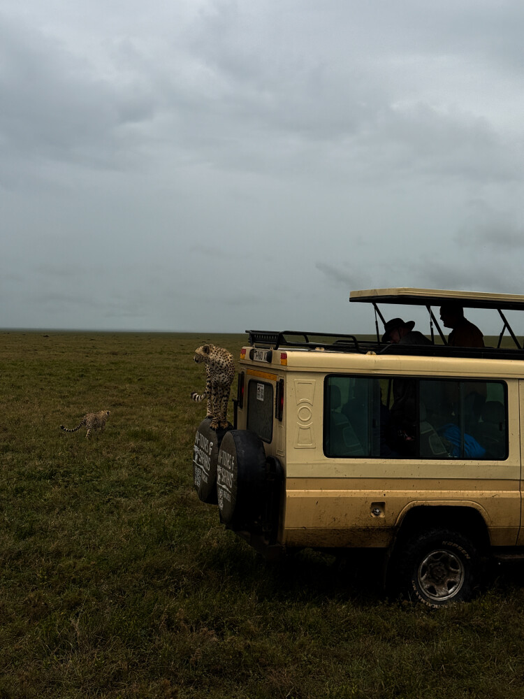 Cheetah on Jeep