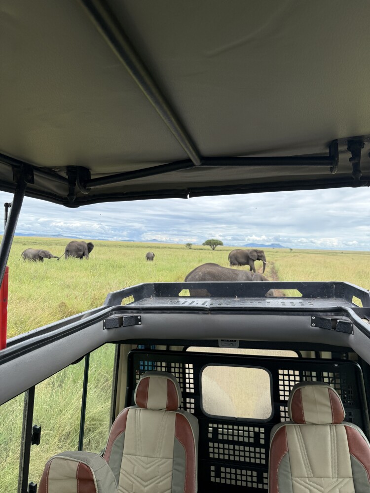 Elephants