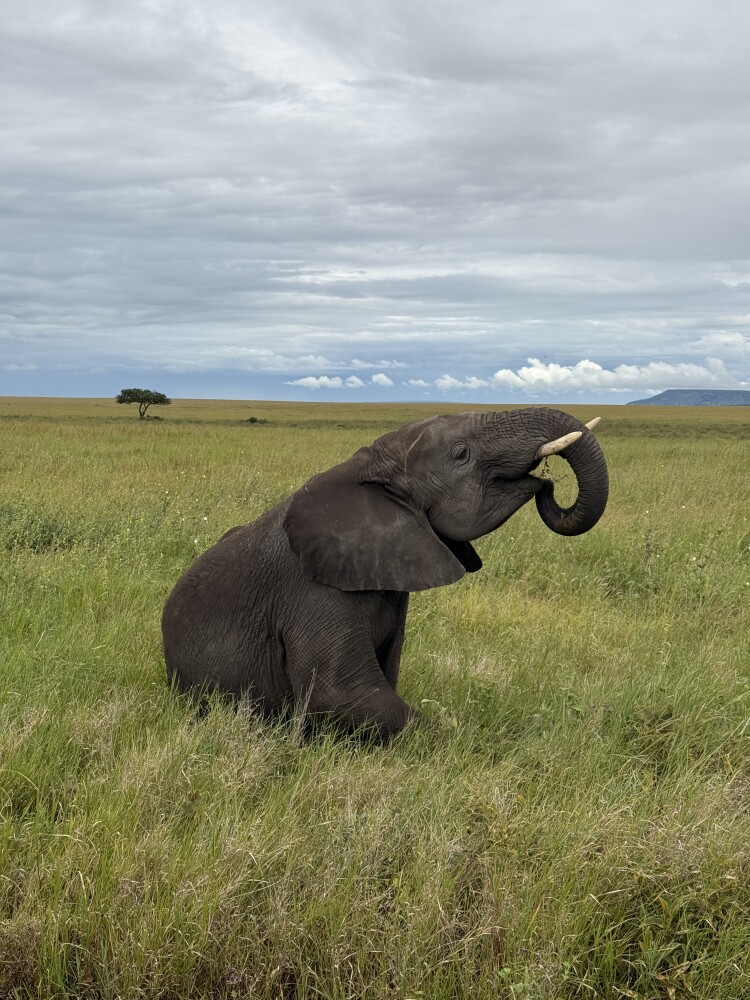 Elephant