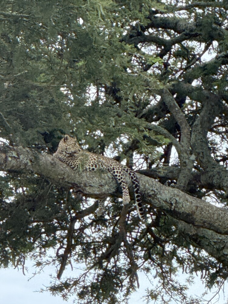 Leopard