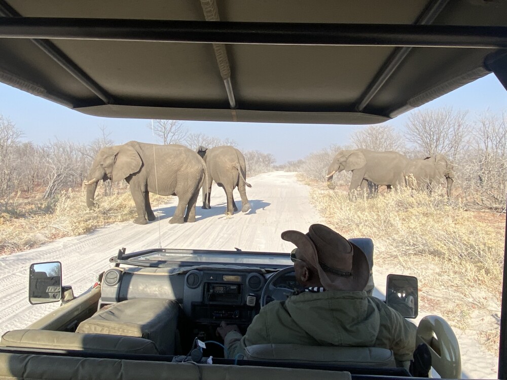 Elephants Crossing