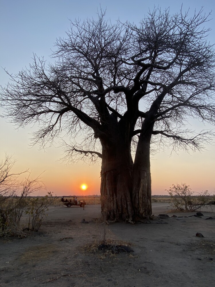 Baobab Tree Sunset Drive