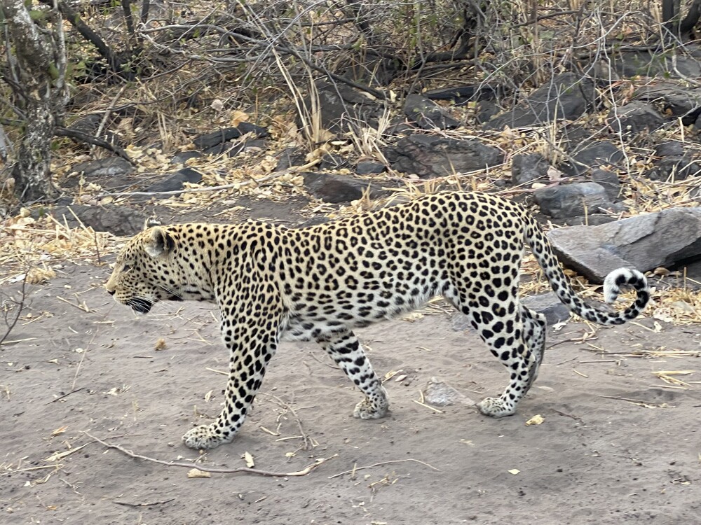 Leopard near by