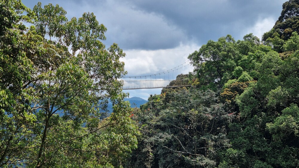 Canopy Walkway