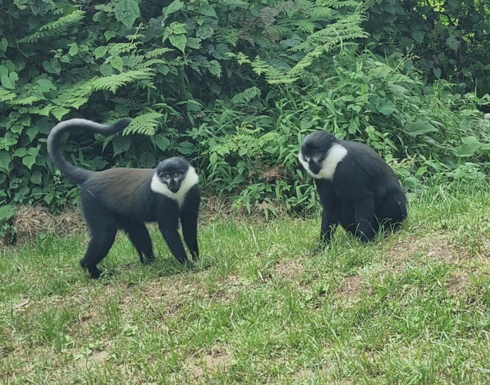 mountain Monkeys
