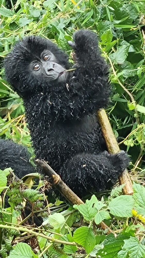 Gorilla baby
